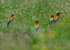 Pierre RICH - Rich Photographe