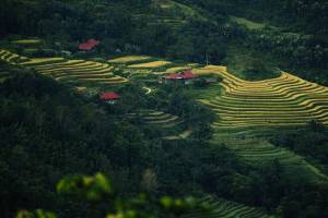 Noémy SMECICAS - SMECICAS NOEMY